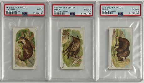 1890 N21 Allen & Ginter PSA Graded Lot (3) w/ Jaguar, Boar, and Musk Ox